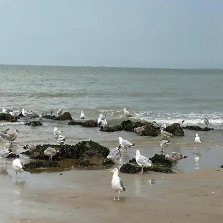 Apartment Sea Views In Heart Of Zoute *